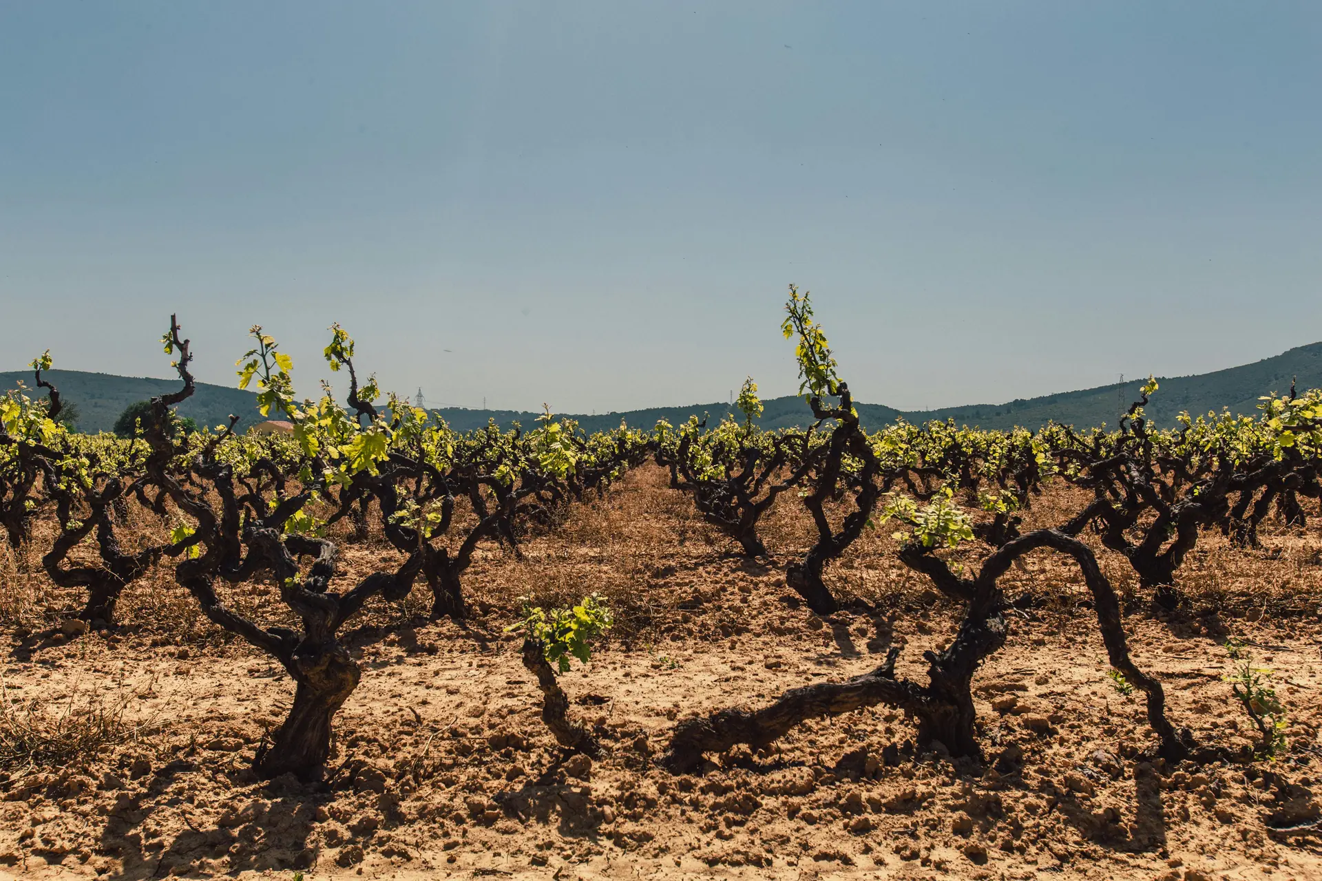 Verdejo colorado o tijonera: el resurgir de una uva autóctona | Parque natural Arribes del Duero