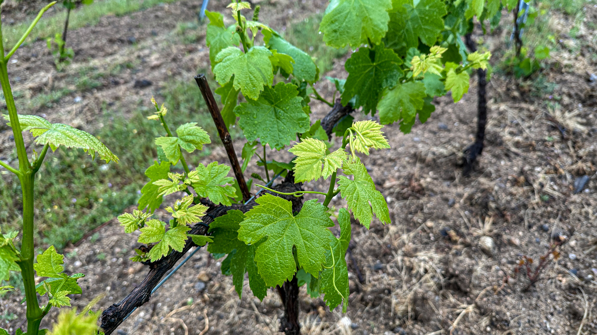 Uva Tijonera Verdejo Colorado