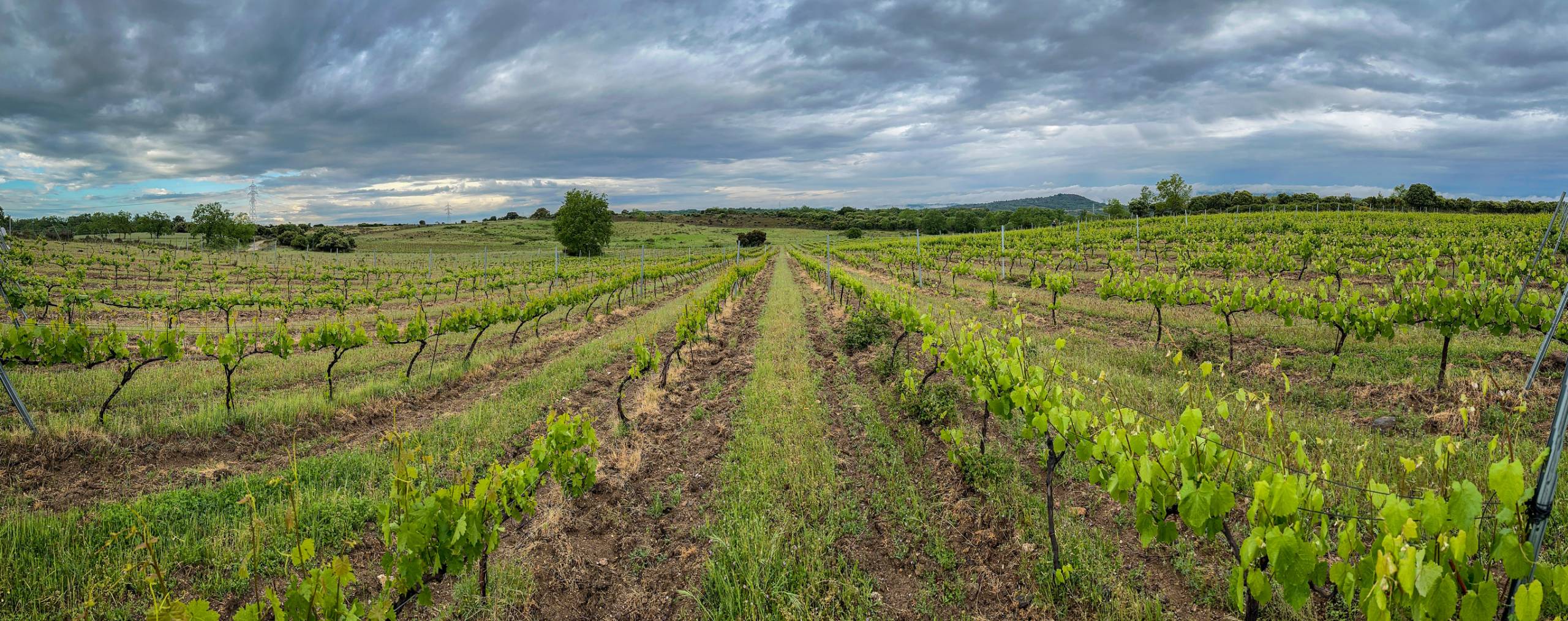 Viñedo Dominio de Gallo
