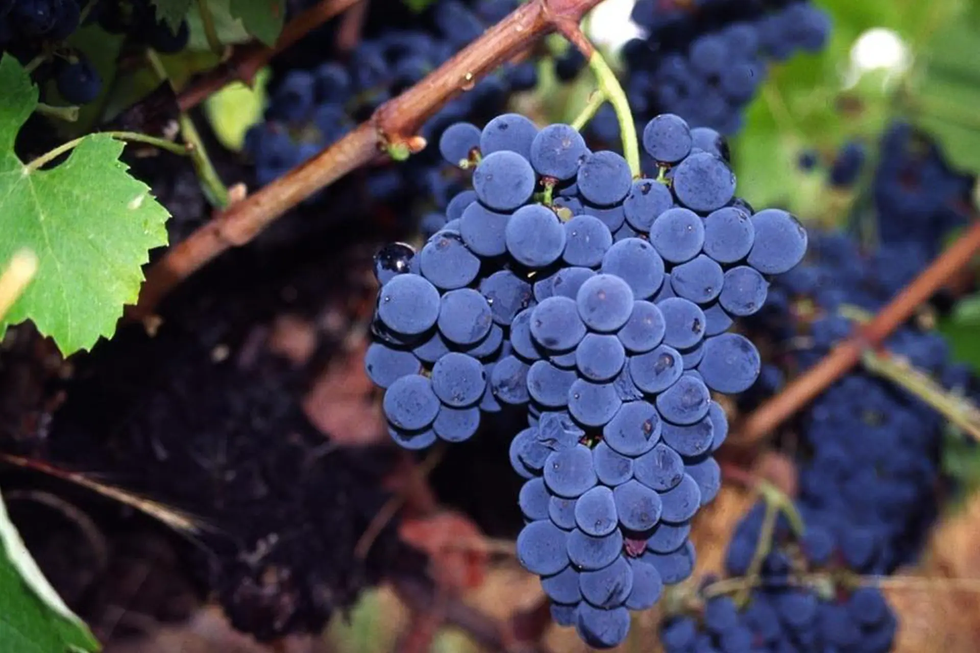 Uva Bruñal Arribes del Duero