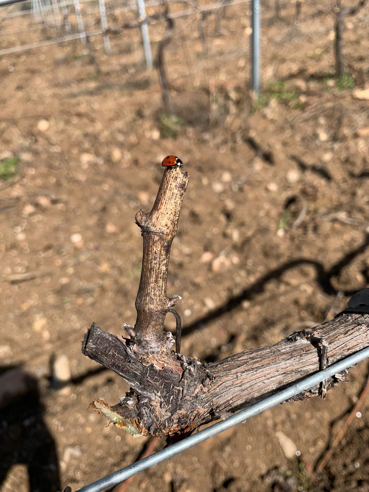 Mariquita en el viñedo de Dominio de Gallo