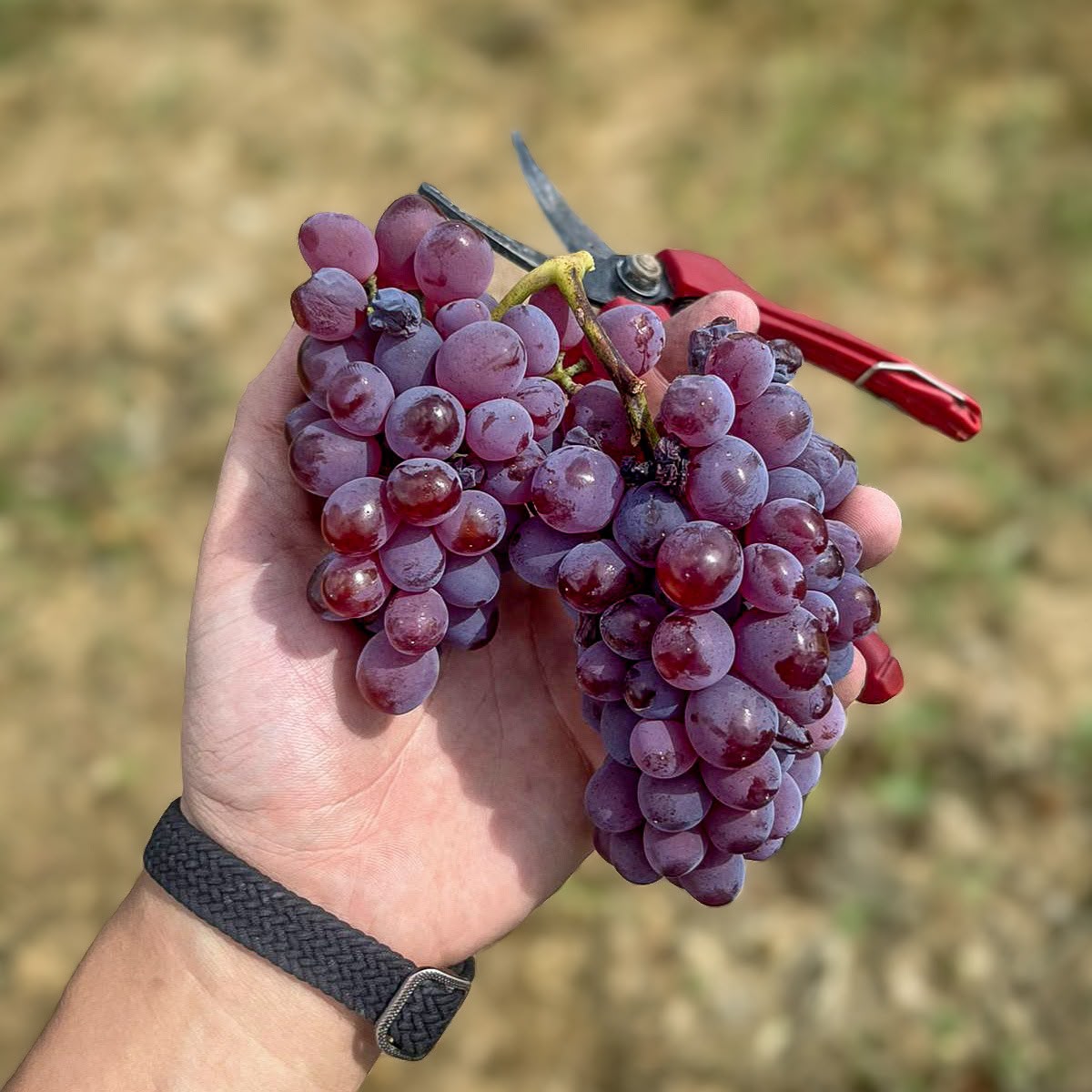 Uva Tijonera — Verdejo Colorado